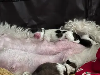 Shih Tzu dogs 4 beautiful puppies for sale - Advert 9