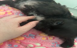 Mixed Breed dogs for sale: Shihpoo cross pups ready to leave  - Advert 4