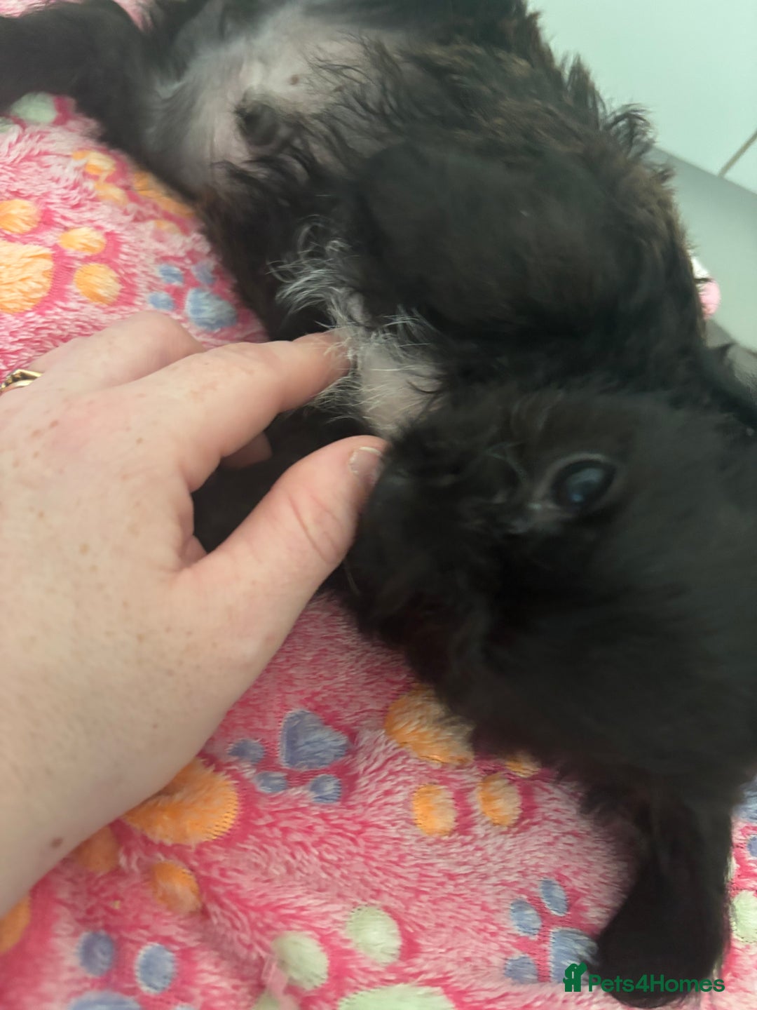 Mixed Breed dogs for sale: Shihpoo cross pups ready to leave  - Advert 4