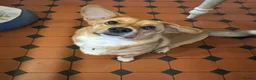 Welsh Corgi Cardigan dogs for sale: Welsh Corgi Cardigan puppies  - Advert 2