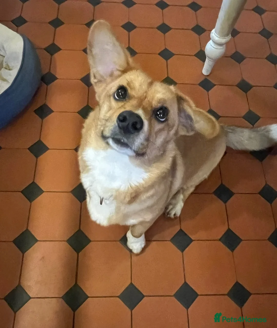 Welsh Corgi Cardigan dogs for sale: Welsh Corgi Cardigan puppies  - Advert 2