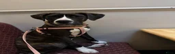 Mixed Breed dogs for sale: 7 months old puppy looking for her forever home  - Advert 4
