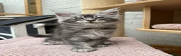 Maine Coon cats for sale: TICA pedigree Stunning Maine coon kittens  - Advert 8