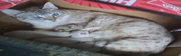 Bengal cats for sale: Snow lynx bengal kittens  - Advert 1