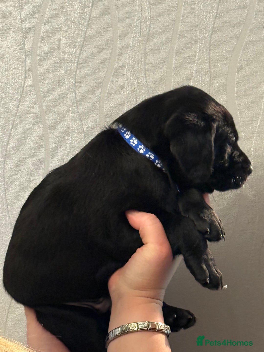 Labrador Retriever dogs for sale: Labrador puppies  - Advert 19