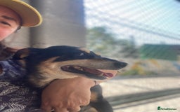 Mixed Breed dogs for adoption: Margot, 10+ yrs. Available for adoption  - Image 4