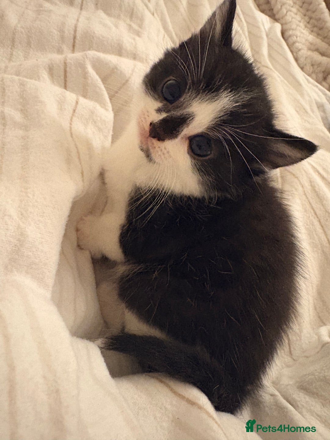 British Shorthair cats for sale: Beautiful kittens 3 girls 1 boy  - Advert 15