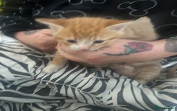 Mixed Breed cats for sale: 2 kittens for sale  - Image 3