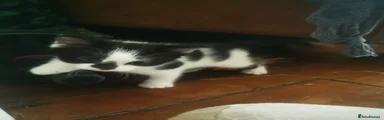 Spot