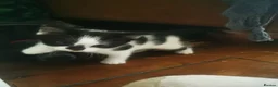 British Shorthair cats for sale: Black and white Brisish shorthair kittens - Advert 7