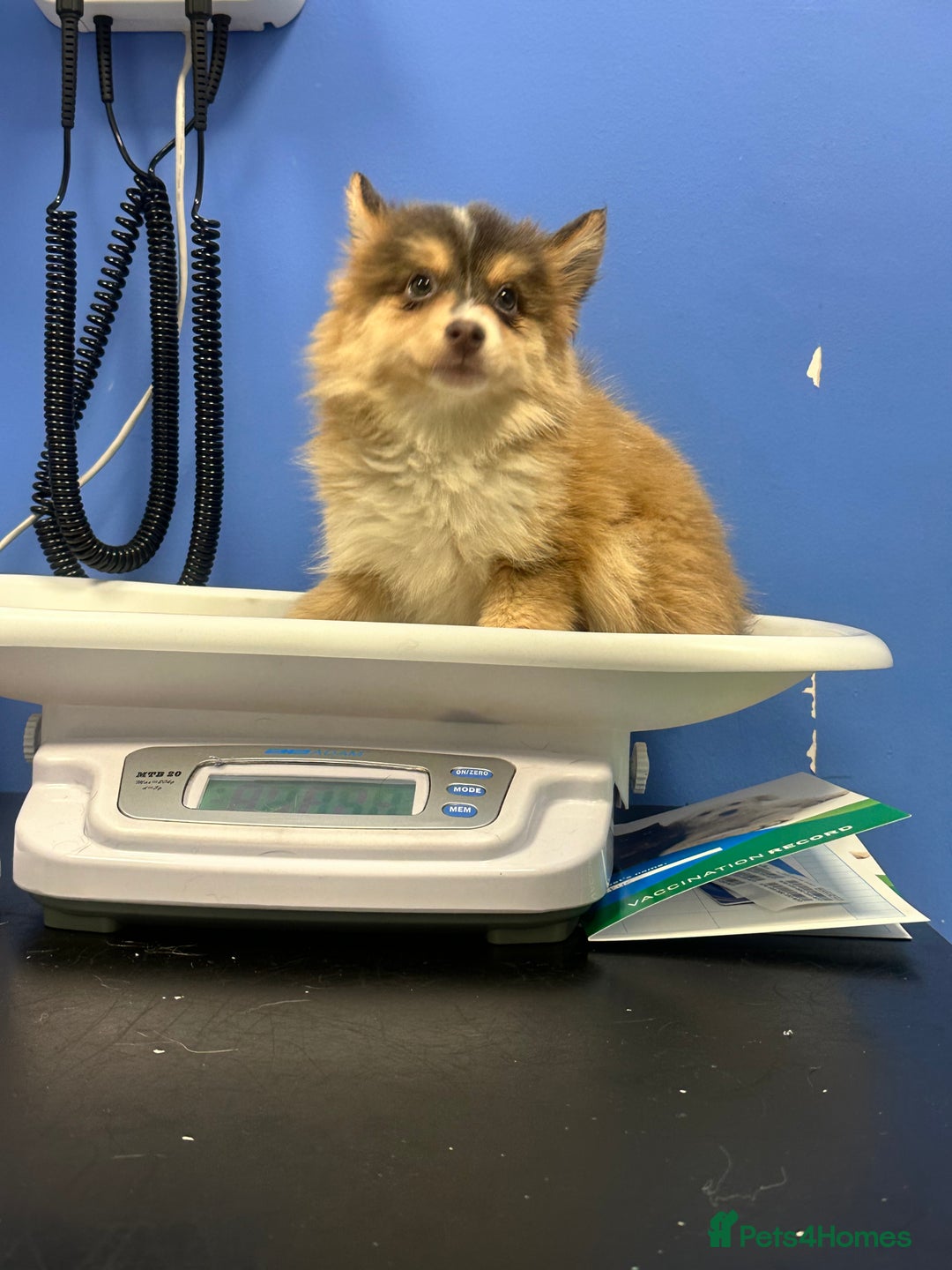 Pomsky dogs for sale: BLUE EYED Family-Raised Pomsky Pups  - Advert 10