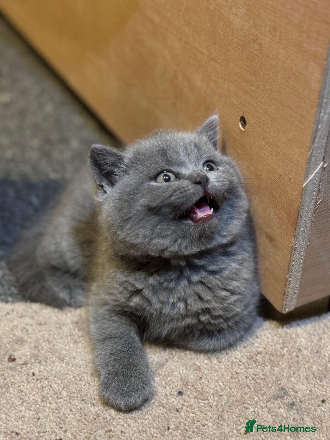 British Shorthair cats for sale: British shorthair blue and lilac  - Image 22