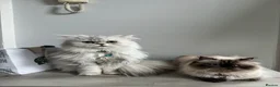Persian cats for sale: Fluffy Persian kittens for SALE - Advert 24