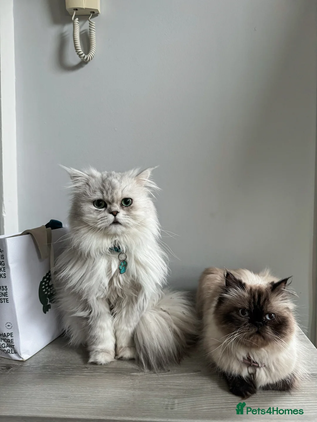 Persian cats for sale: Fluffy Persian kittens for SALE - Advert 24
