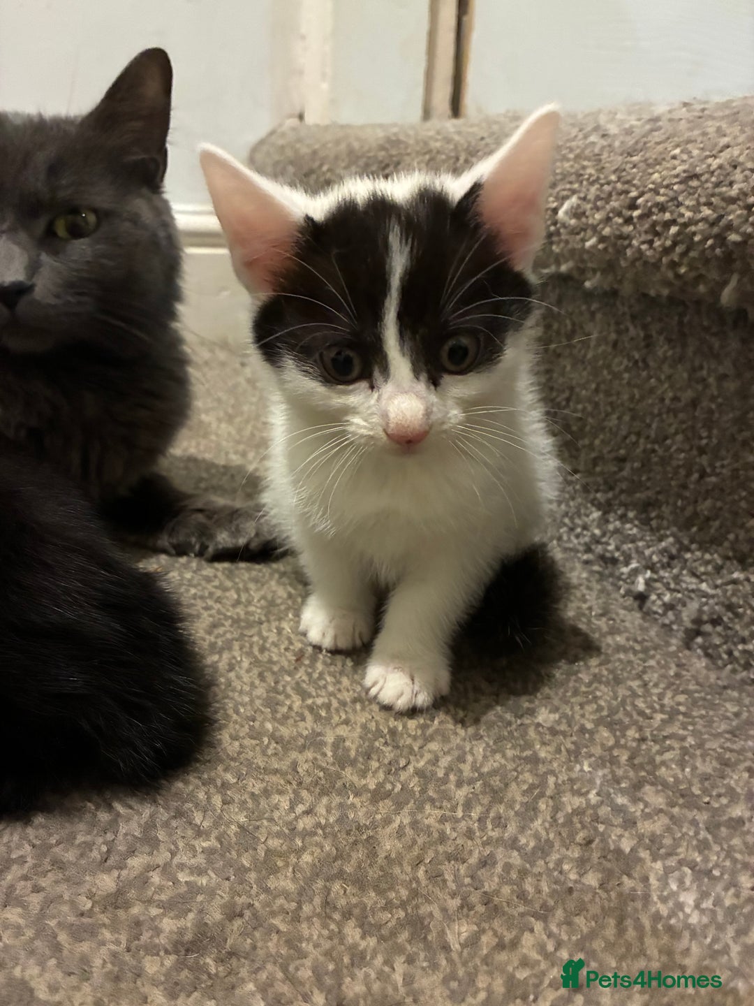 Mixed Breed cats for sale: Five kittens looking for their forever home  - Advert 7