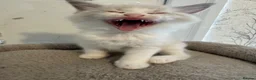 Ragdoll cats for sale: Beautiful Ragdoll Kittens - Advert 11