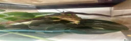 Gecko reptiles for sale: Ink spot/blotch super dalmation crested gecko - Advert 4