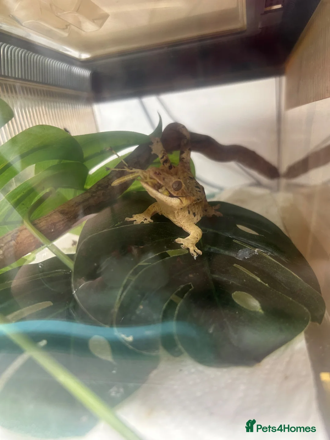 Gecko reptiles for sale: Ink spot/blotch super dalmation crested gecko - Advert 4