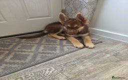 German Shepherd dogs for sale: Rare Isabella German Shepherd - Image 2