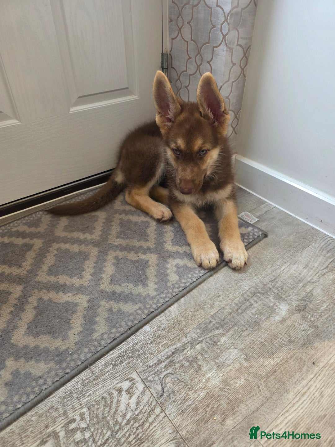 German Shepherd dogs for sale: Rare Isabella German Shepherd - Image 2