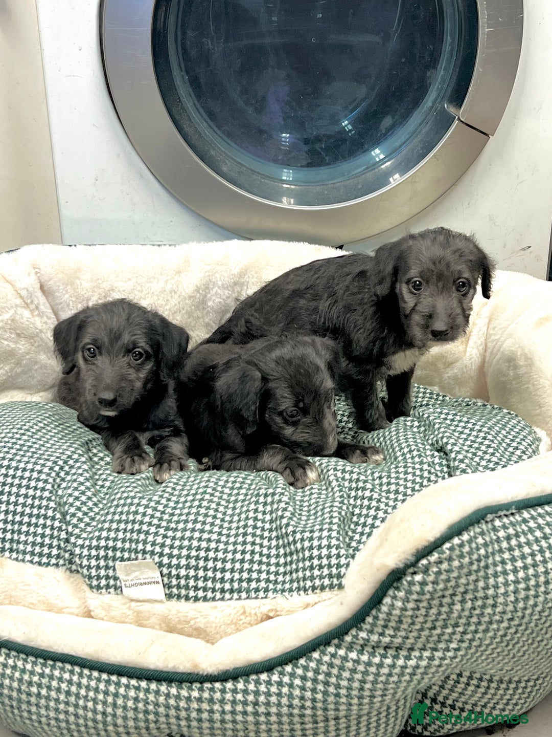 Bedlington Terrier dogs for sale: Beautiful F1 Bedlington x Whippet Puppies - Advert 2
