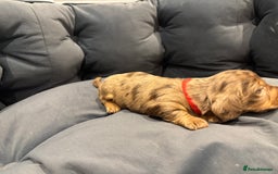 Dachshund dogs for sale: Dachshund puppies for sale  - Image 7