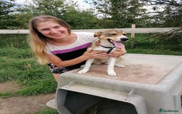 Mixed Breed dogs for adoption: 💖🐶 LISKA 🐶💖 - Image 6