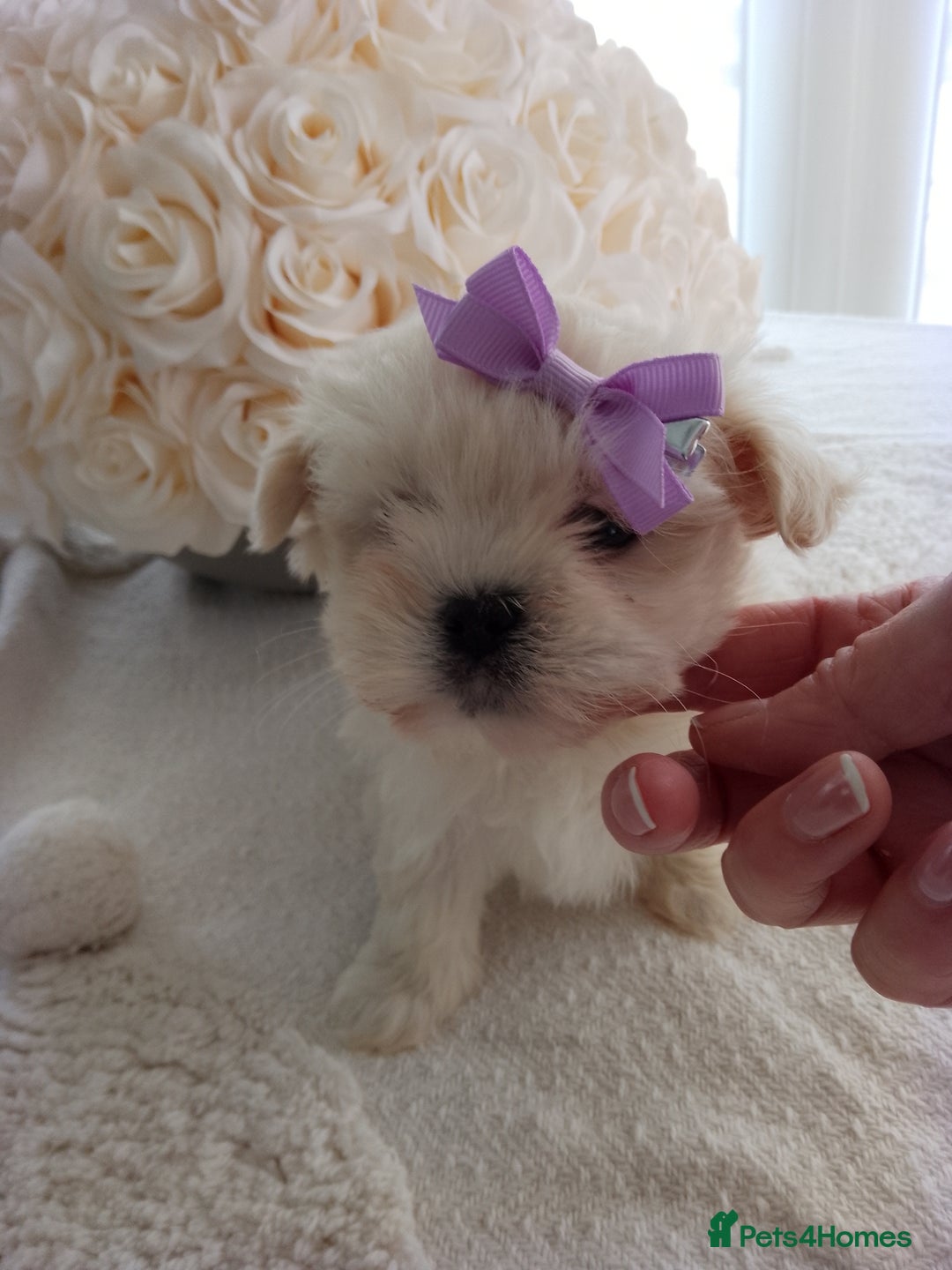 Mixed Breed dogs for sale: Maltese X Lhasa apso  - Image 1
