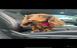 Miniature Dachshund dogs for sale: Miniature dachshund puppies  - Image 5