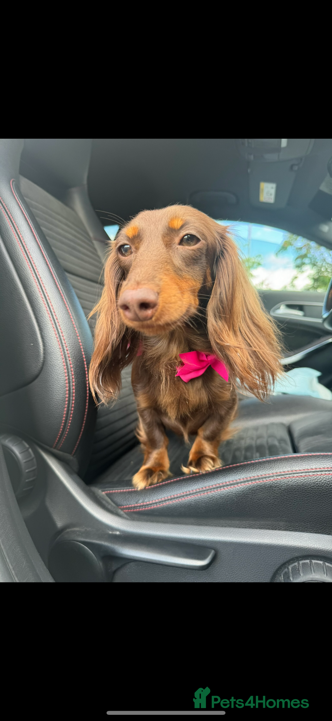 Miniature Dachshund dogs for sale: Miniature dachshund puppies  - Image 5