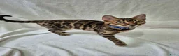 Bengal cats for sale: Purebred SUPER CUDDLY Bengal kittens! ONE LEFT!  - Advert 13