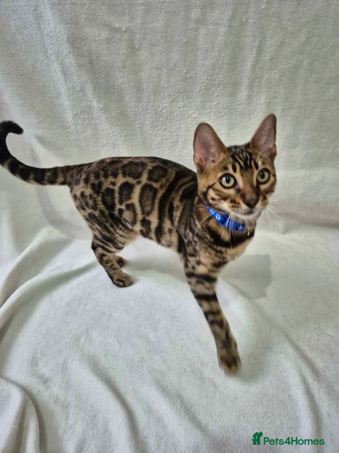 Bengal cats for sale: Purebred SUPER CUDDLY Bengal kittens! ONE LEFT!  - Advert 13