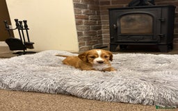 Cocker Spaniel dogs for sale: Working cocker spaniel boy - Image 17