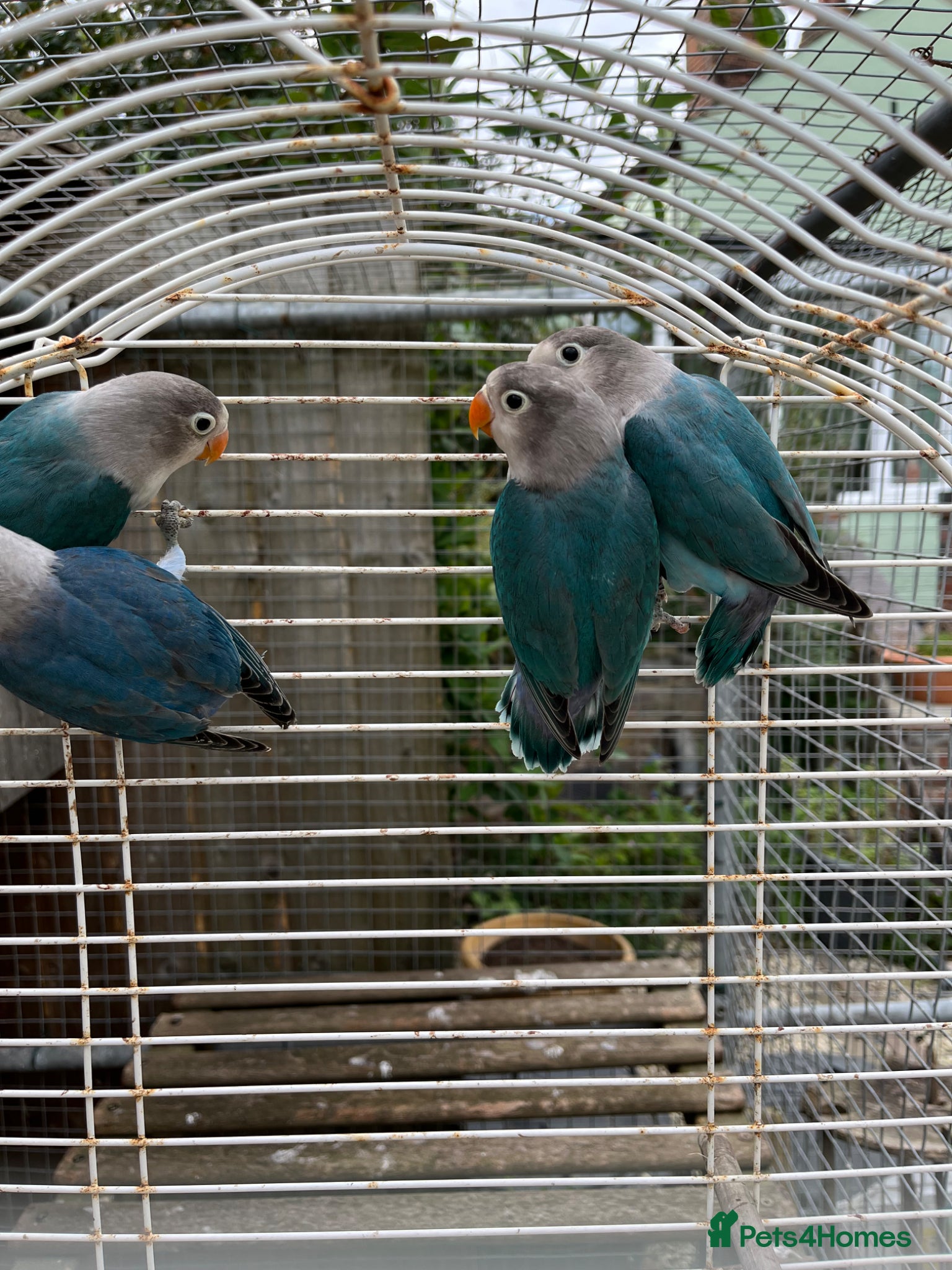 Lovebirds birds Young Fisher lovebirds for sale - Advert 1
