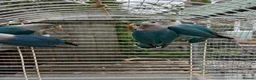 Lovebirds birds for sale: Young Fisher lovebirds for sale - Advert 1