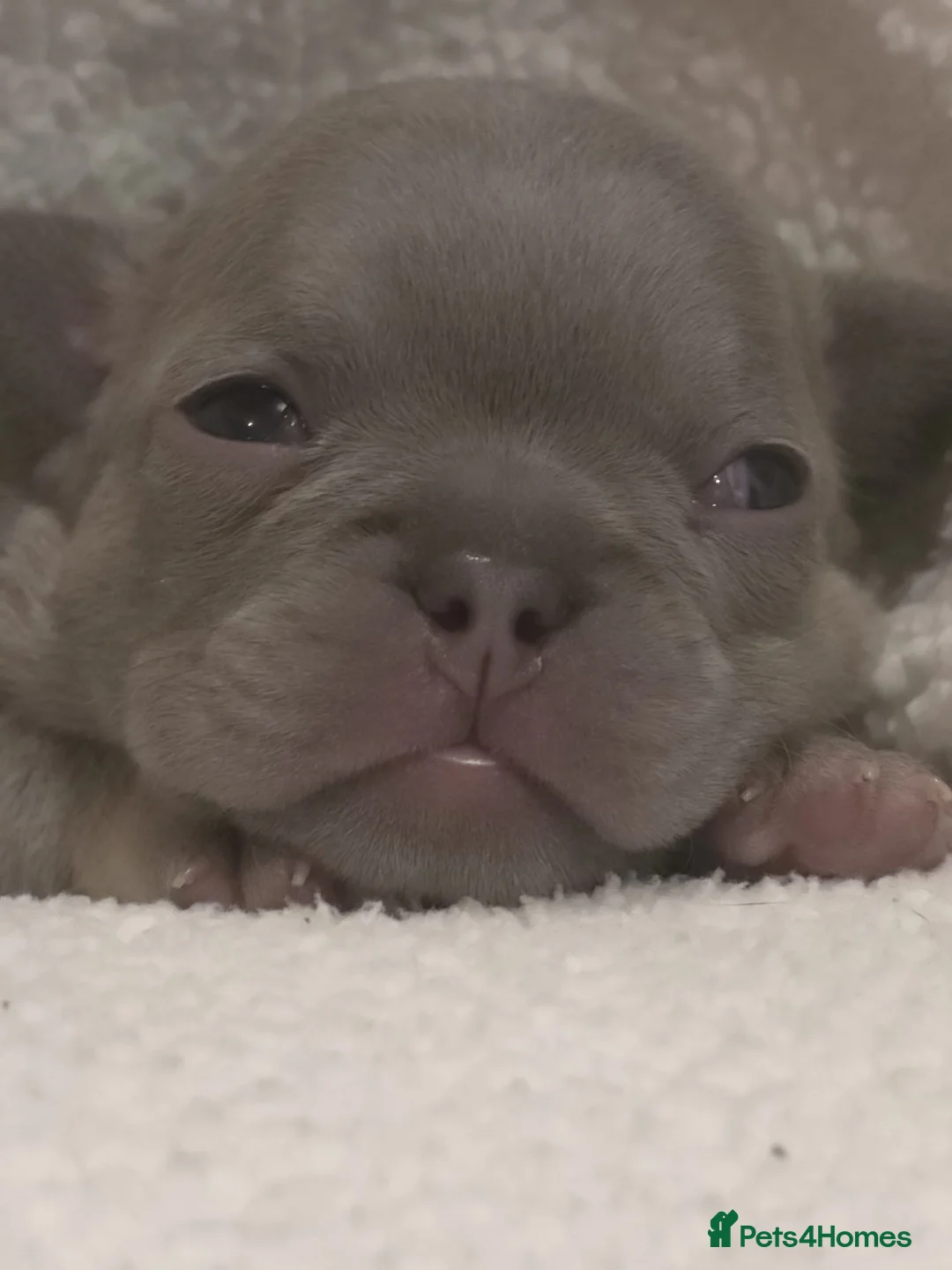 French Bulldog dogs for sale: Adorable French Bulldog puppies in Burntwood - Advert 2