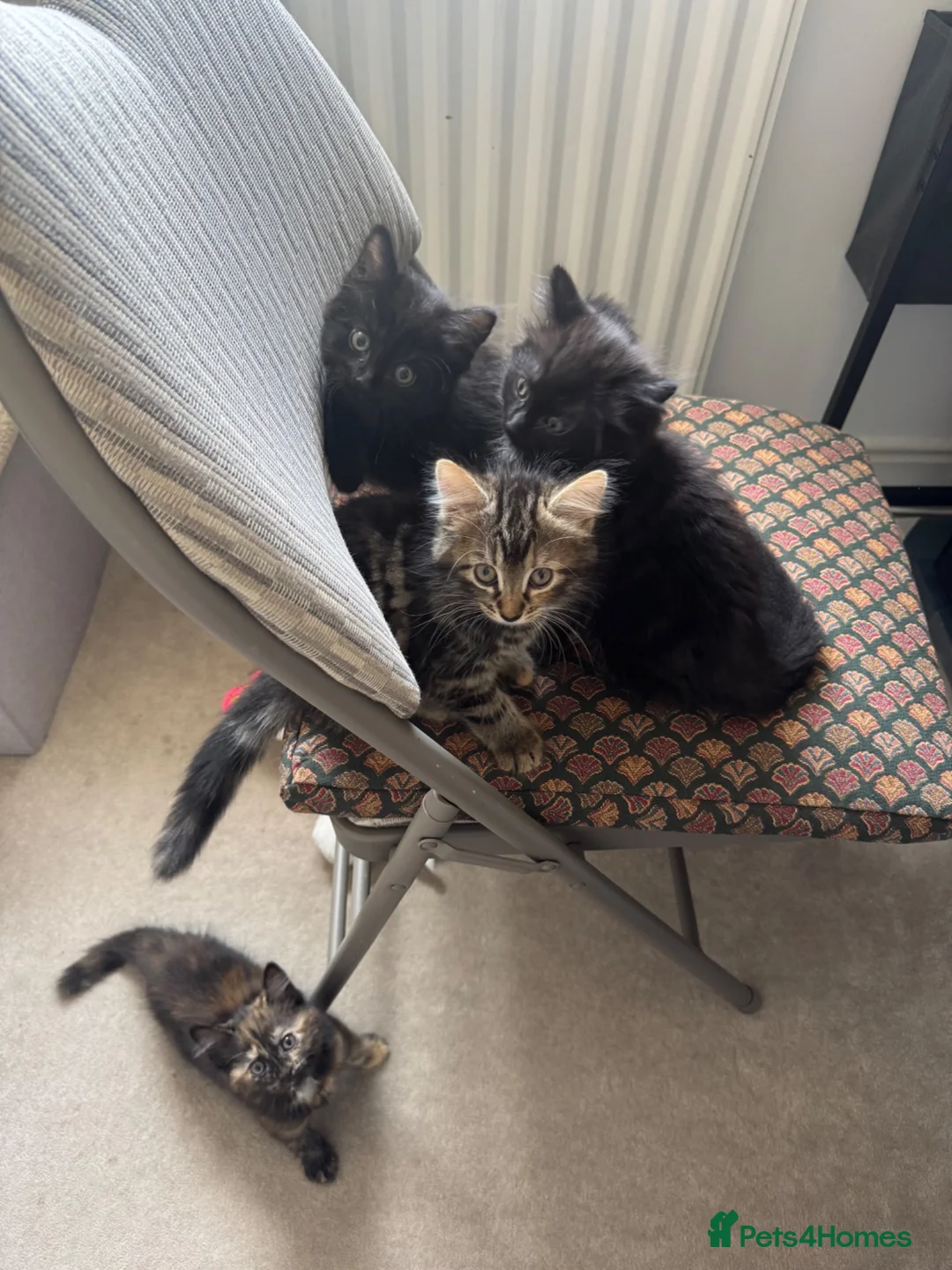 Mixed Breed cats for sale: 5 kittens with mother for good home  in Newcastle upon Tyne - Advert 5