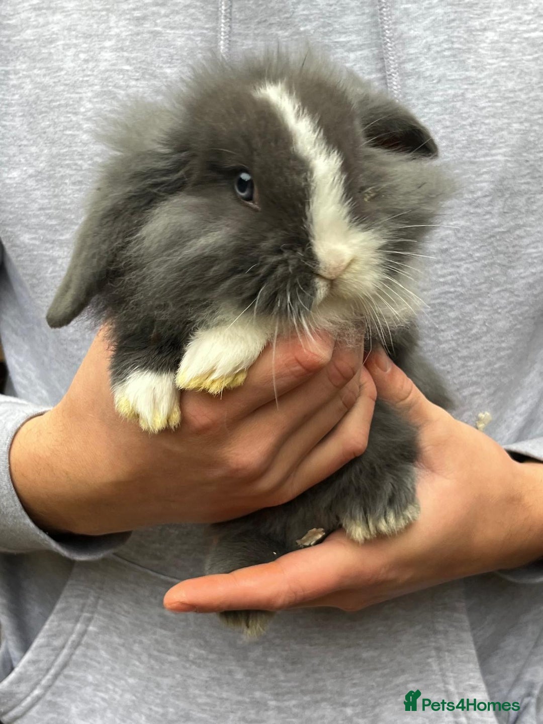Mini Lop rabbits for sale: Mini lop baby rabbits for sale. - Advert 1