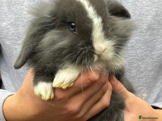 Mini Lop rabbits Mini lop baby rabbits for sale. - Advert 8