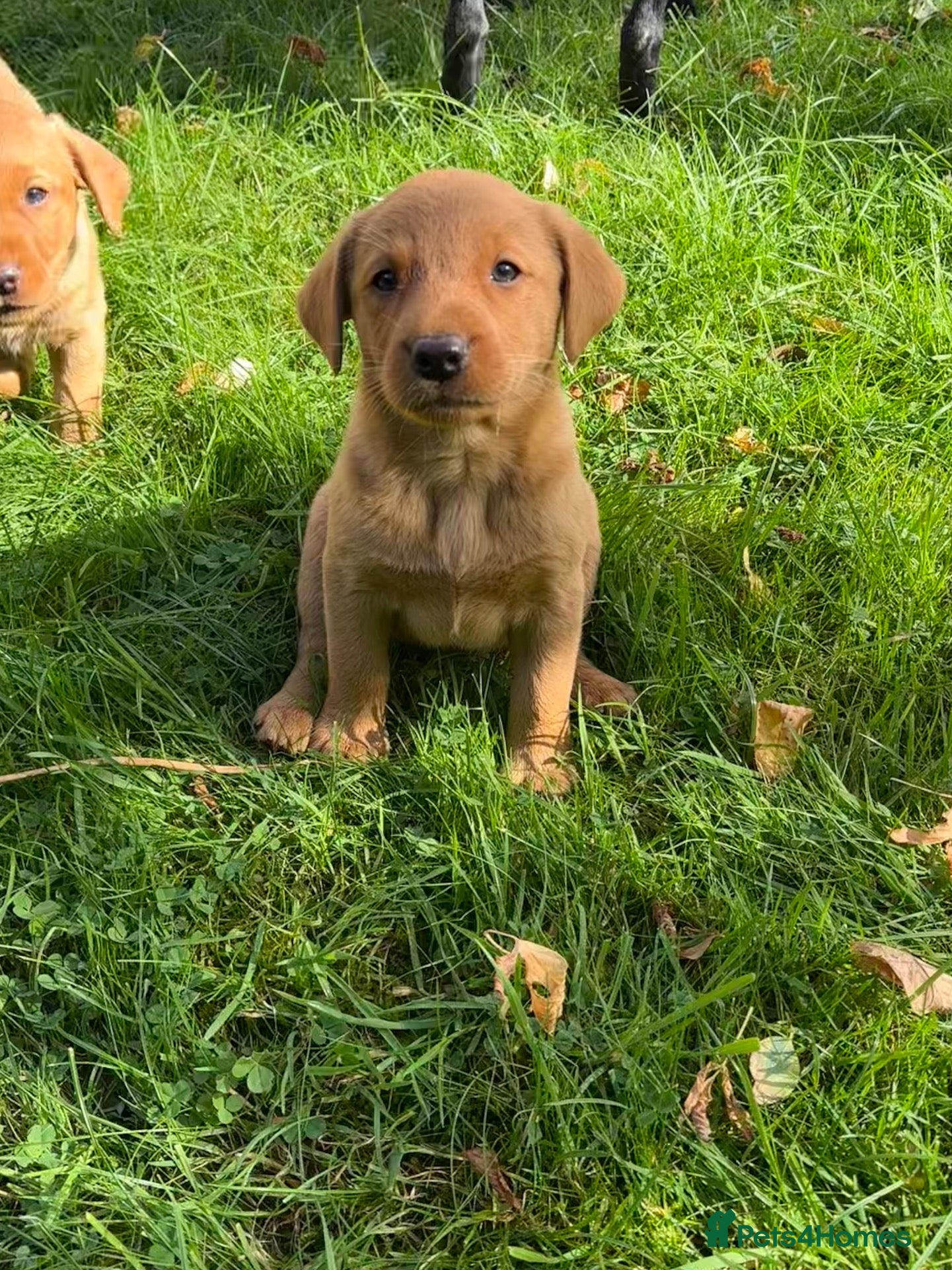 Labrador Retriever dogs Gorgeous Black, Fox Red & Golden Labrador Pups - Advert 2