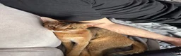 Abyssinian cats for sale: Beautiful & Playful Aby x Savannah Female in London - Advert 5