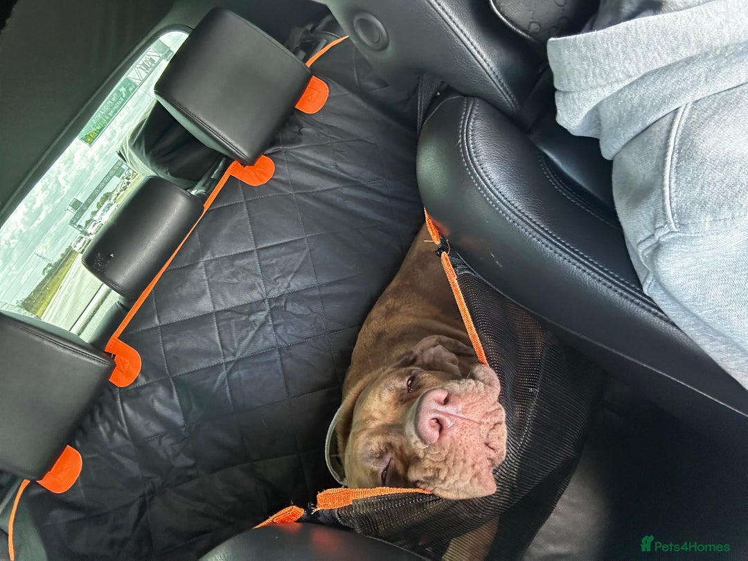 Mixed Breed dogs for sale: Beautiful cane corso NALA - Advert 6