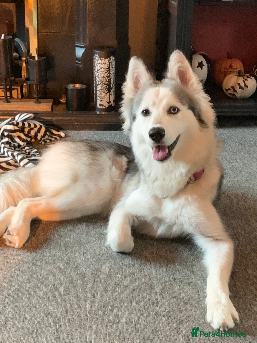 Siberian Husky dogs for sale: Beautiful Siberian husky girl in Bolton - Image 1