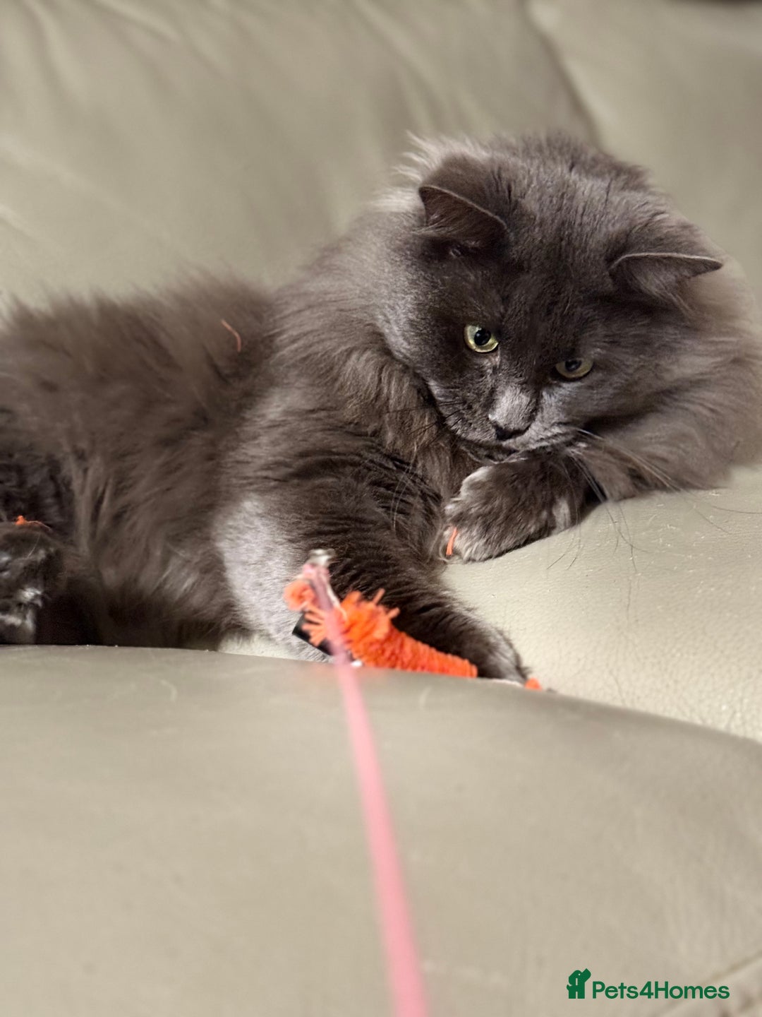 Maine Coon cats for sale: Gorgeous babies ready to find their forever family - Image 9