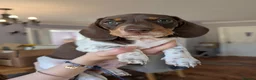 Miniature Dachshund dogs for sale: Miniature dachshund puppies KC registered  in Abergele - Advert 12
