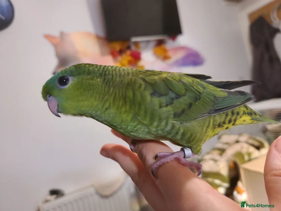 Parakeets birds for sale: Lineolated Parakeets - Advert 4