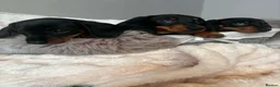 Miniature Dachshund dogs for sale: READY TO LEAVE KC mini dachshunds    - Advert 6
