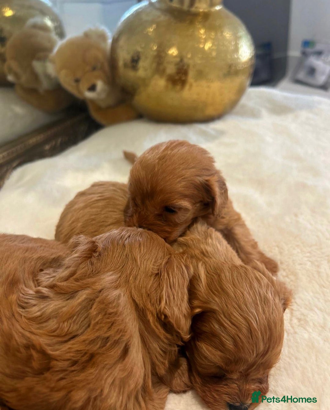 Cavapoo dogs for sale: 🐾 Red f1 Cavapoo Puppies 🐾 - Image 6