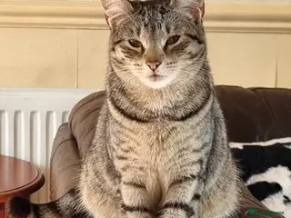 Savannah cats Beautiful Bonded Savannahs – Loving Home Needed - Advert 12