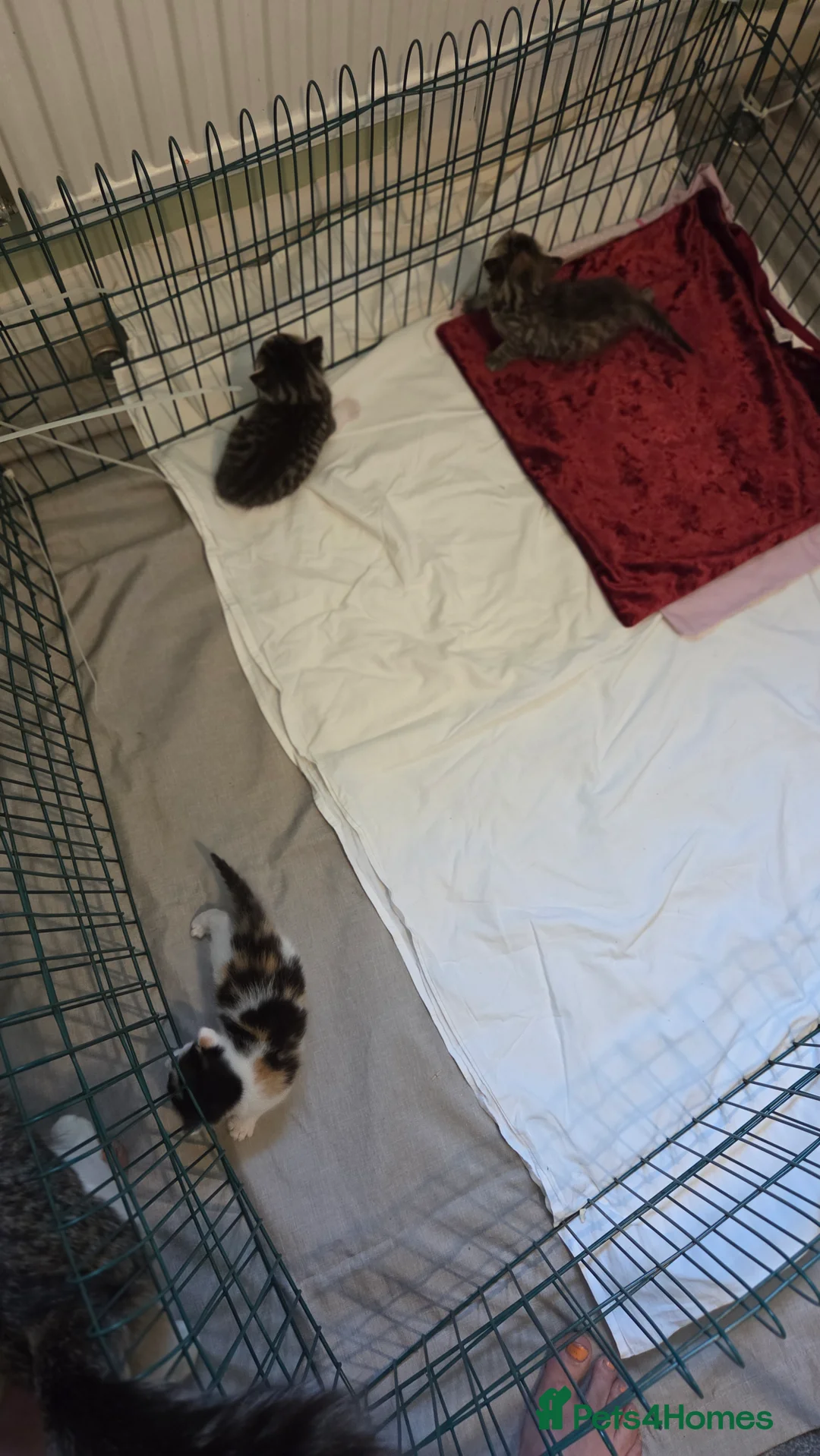 Mixed Breed cats for sale: 3 beautiful kittens  - Advert 15